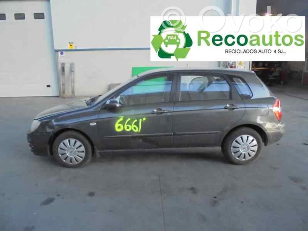Cerato Cerato